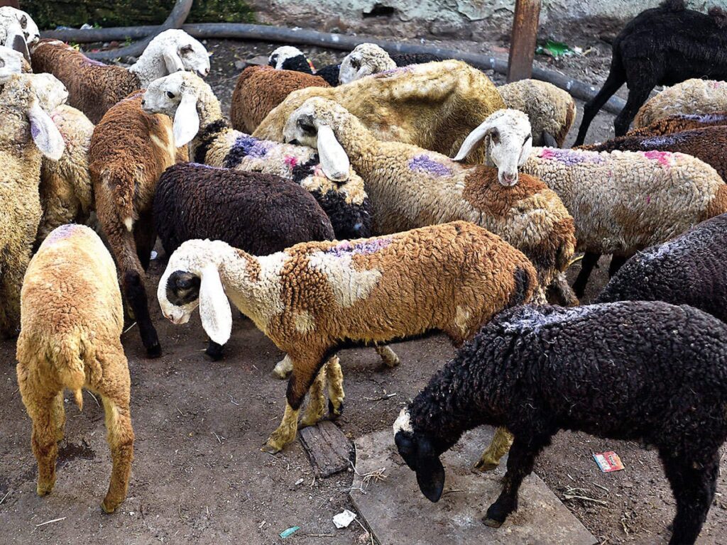 Mutton crisis in Jammu and Ka