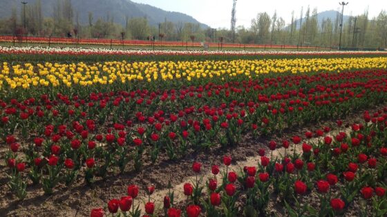 Harnessing floriculture for socio-economic development in Jammu and Kashmir