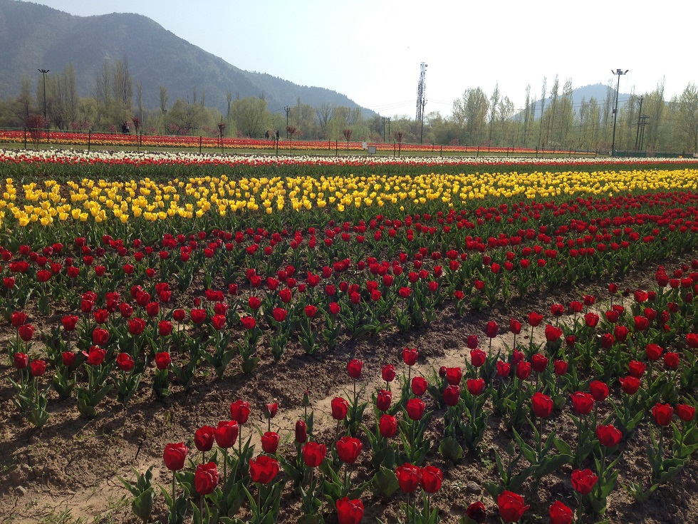 Harnessing floriculture for socio-economic development in Jammu and Kashmir